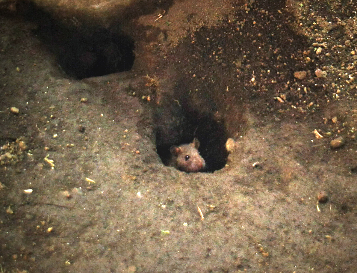 THE BEAST DWELLS IN THE HOLE